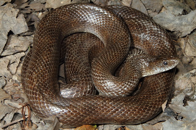 Prairie Kingsnake Marshall County, KY 2014.