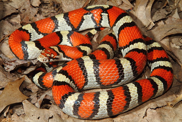 Red Milk Snake Carlisle County, KY 2014.