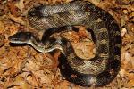 Rat Snake Trigg County, KY 2014.