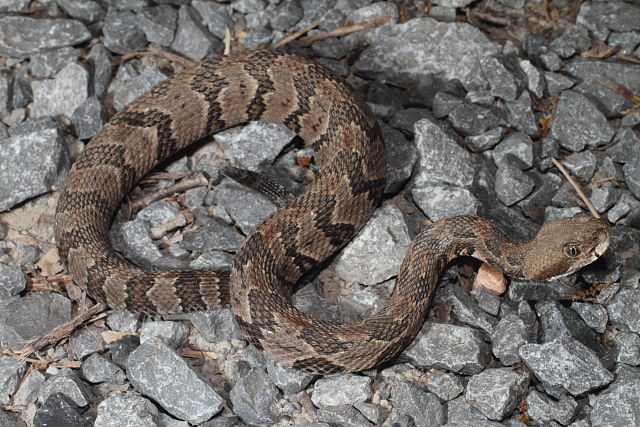 Baby Rattlesnake From Lyon County, KY 2014.