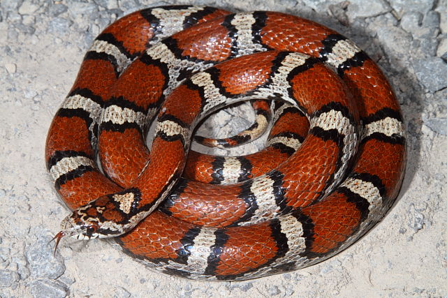 Intergrade Milk Snake From Lyon County, KY 2014.