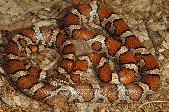 Bullitt County Milk Snake 2014.