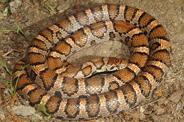 Casey County Milk Snake 2014.