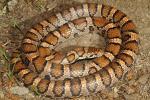 Casey County Milk Snake 2014.