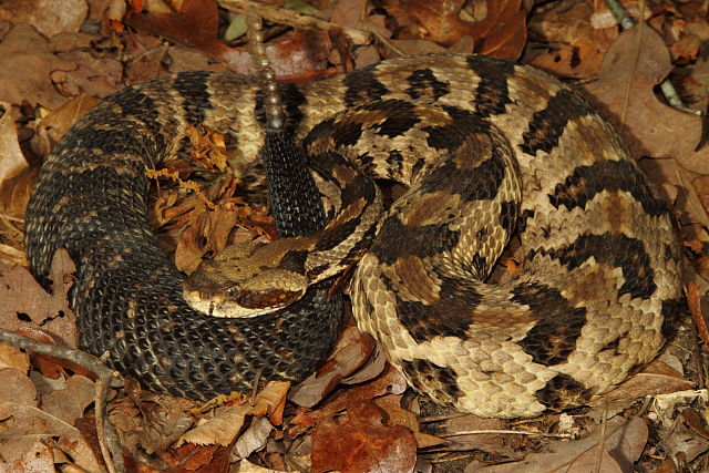 Gravid Female Horridus Meade County, KY 2014.