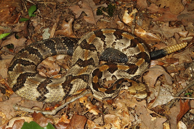 Gravid Female Horridus Meade County, KY 2014.