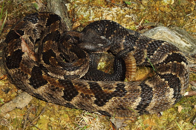 Gravid Female Horridus Casey County, KY 2014.