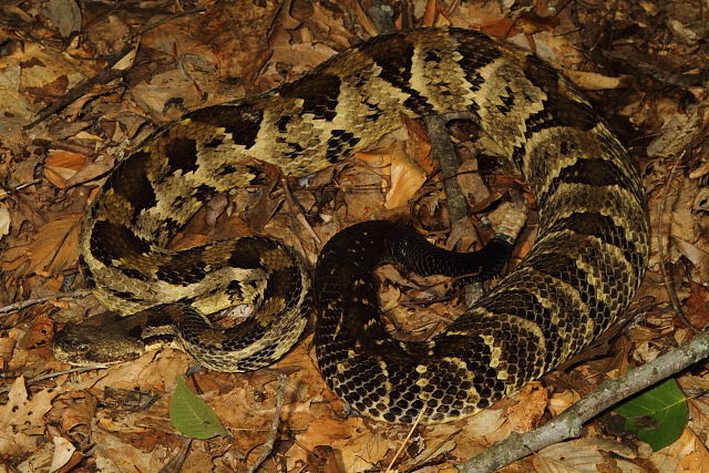 Male Horridus Bullitt County, KY 2014.