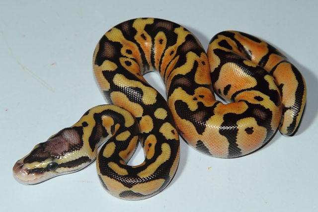 Pastel Het Lavander Albino Female Hatched June 2014.