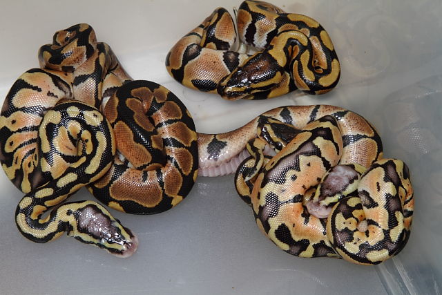 Pastel X Lavender Albino Clutch Hatch 3 June 2014.