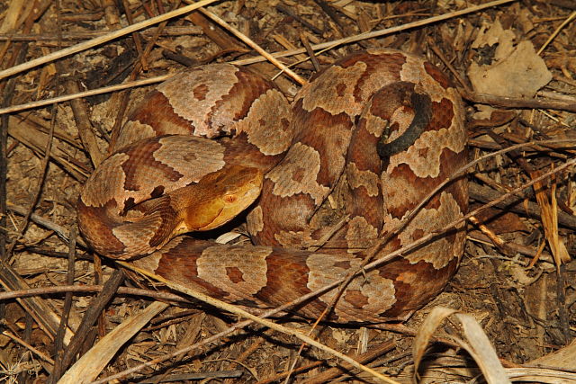 Copperhead In-Situ Hart County 2014.