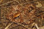 Copperhead In-Situ Hart County 2014.