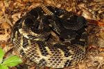 Timber Rattlesnake From Harlan County 2014.