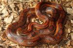 Corn Snake From Hart County 2014.