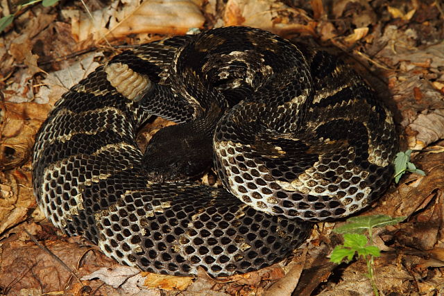 Timber Rattlesnake From Bell County, KY 2014.