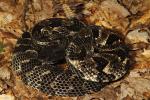 Timber Rattlesnake From Bell County, KY 2014.