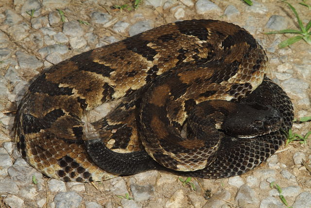 Timber Rattlesnake From Harlan County, KY 2014.