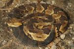 Timber Rattlesnake From Leslie County, KY 2014.