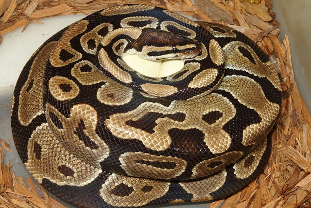 Lavender Albino X Het Lavender Albino Clutch Laid 20 June 2014.