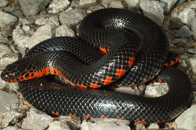 Mud Snake From Ballard County, KY 2014.