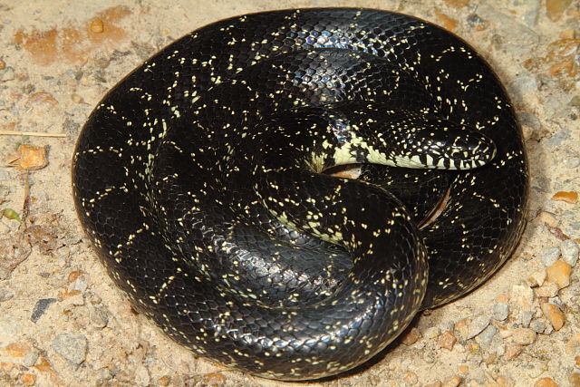 Carlisle County Kingsnake 2014.