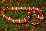 Red Milk Snake Yearling From Calloway County, KY 2014.