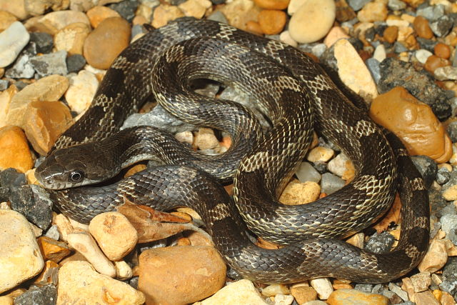 Rat Snake Yearling Found In Lyon County, KY 2014.