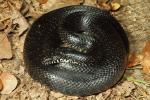 Black Kingsnake From Meade County, KY 2014.