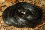 Black Kingsnake From Meade County, KY 2014.