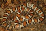 Intergrade Milk Snake From Jefferson County, KY 2014.