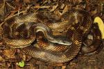 Rat Snake From Jefferson County, KY 2014.