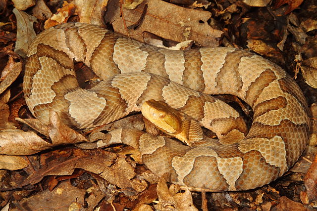 Copperhead Gravid In Casey County, KY 2014.