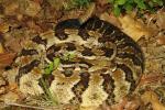 Gravid Timber Rattlesnake From Meade County, KY 2014.