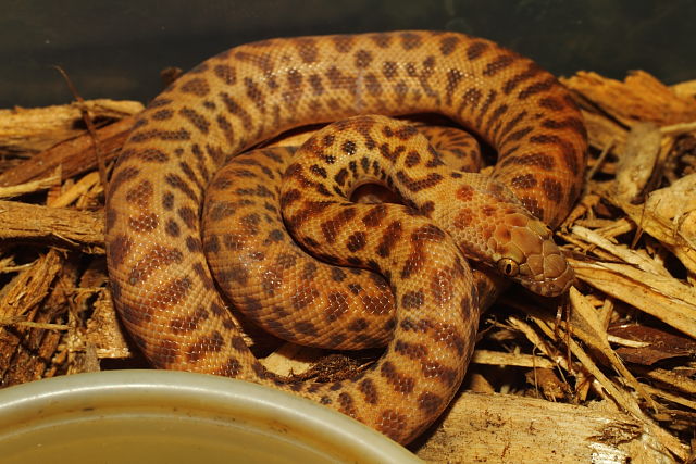 A Female Hatchling After A Shed And A Meal.