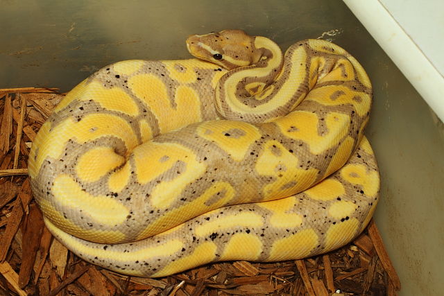 Coral Glow 100% Het Pied Male July 2014.