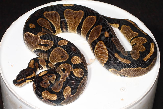 Double Het Albino Pied Genetic Banded Female Poss Het Snow Paradox Line #1. July 2014.