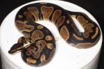 Double Het Albino Pied Genetic Banded Female Poss Het Snow Paradox Line #1. July 2014.