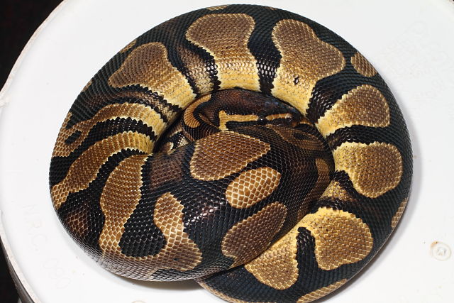 Double Het Albino Pied Genetic Banded Female Poss Het Snow Paradox Line #2. July 2014.