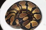 Double Het Albino Pied Genetic Banded Female Poss Het Snow Paradox Line #2. July 2014.