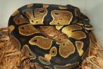 Double Het Albino Pied Genetic Banded Male Poss Het Snow Paradox Line #1. July 2014.