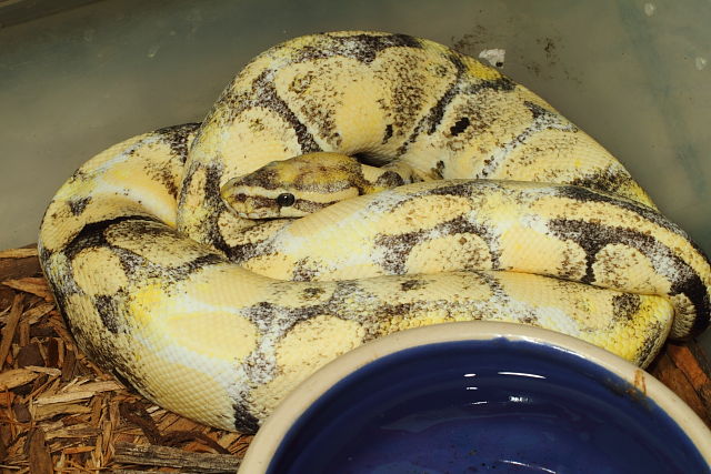 Paradox Albino Male July 2014.