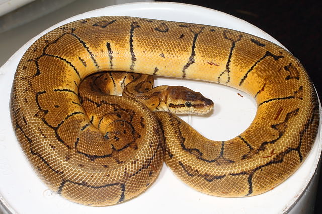 Female Pastel Pinstripe Granite July 2014.