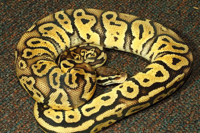 Congo Pastel Female Possible Yellowbelly July 2014.