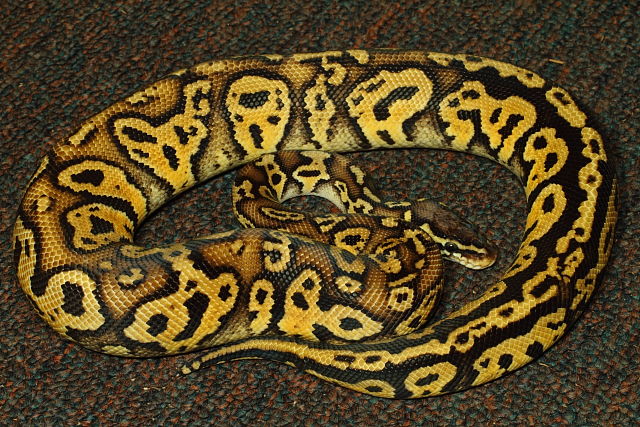 Congo Pastel Male Possible Yellowbelly July 2014.