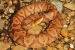 Copperhead Casey County, KY July 2014.