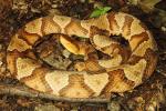 Copperhead Edmonson County, KY July 2014.