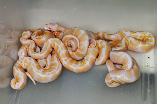 Albino Banded X Albino Banded Clutch Hatched 27 July 2014.