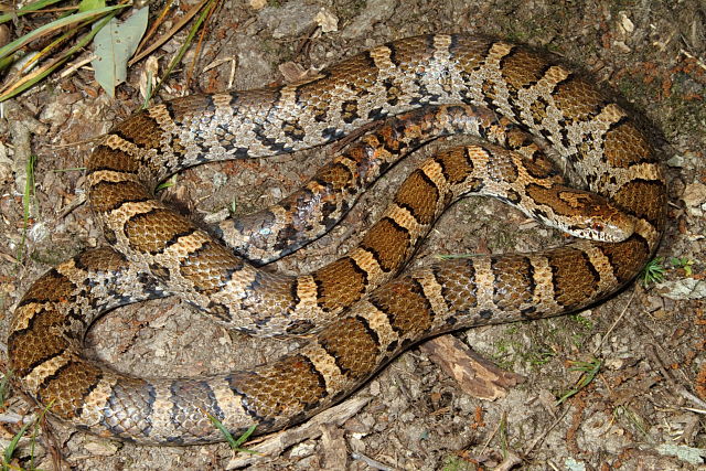 Milk Snake From Casey County, KY August 2014.