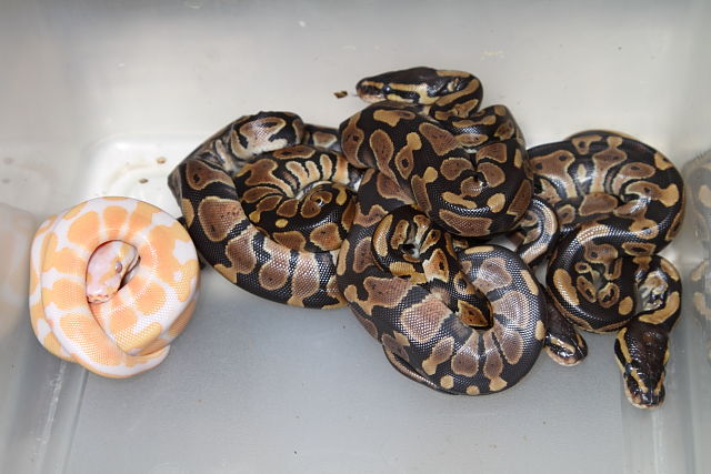 Double Het Lavender Albino Pied Clutch Hatch 4 August 2014.