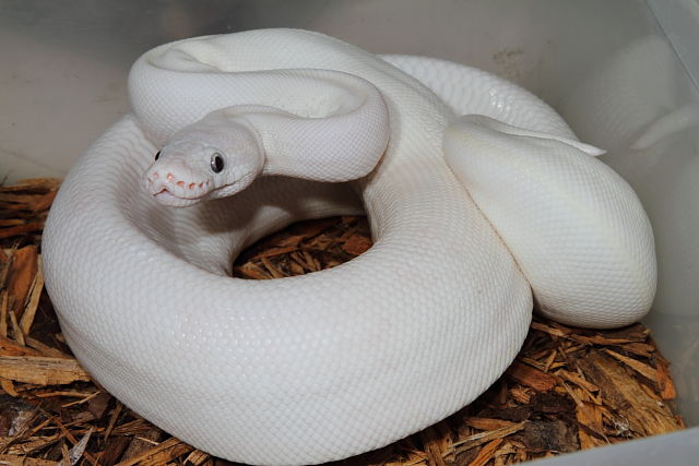 Blue Eyed Leucistic Female August 2014.